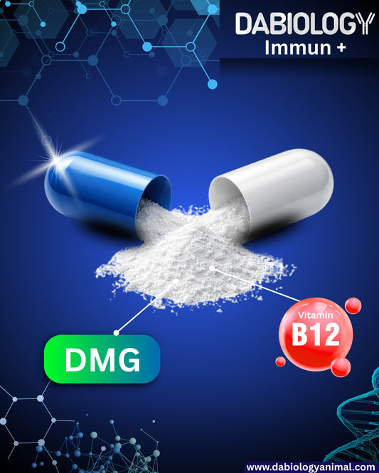 Immun +  DMG + B12 prémium immunerősítő  60 mg